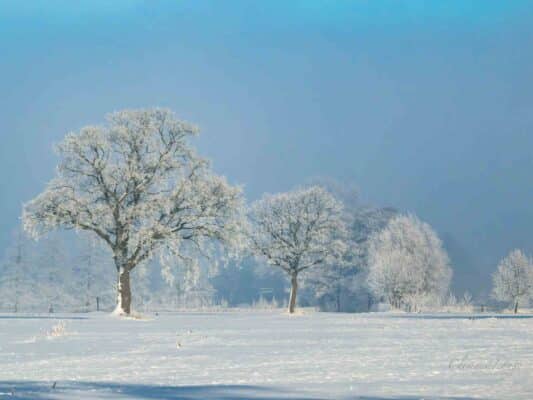 Winter 0209005